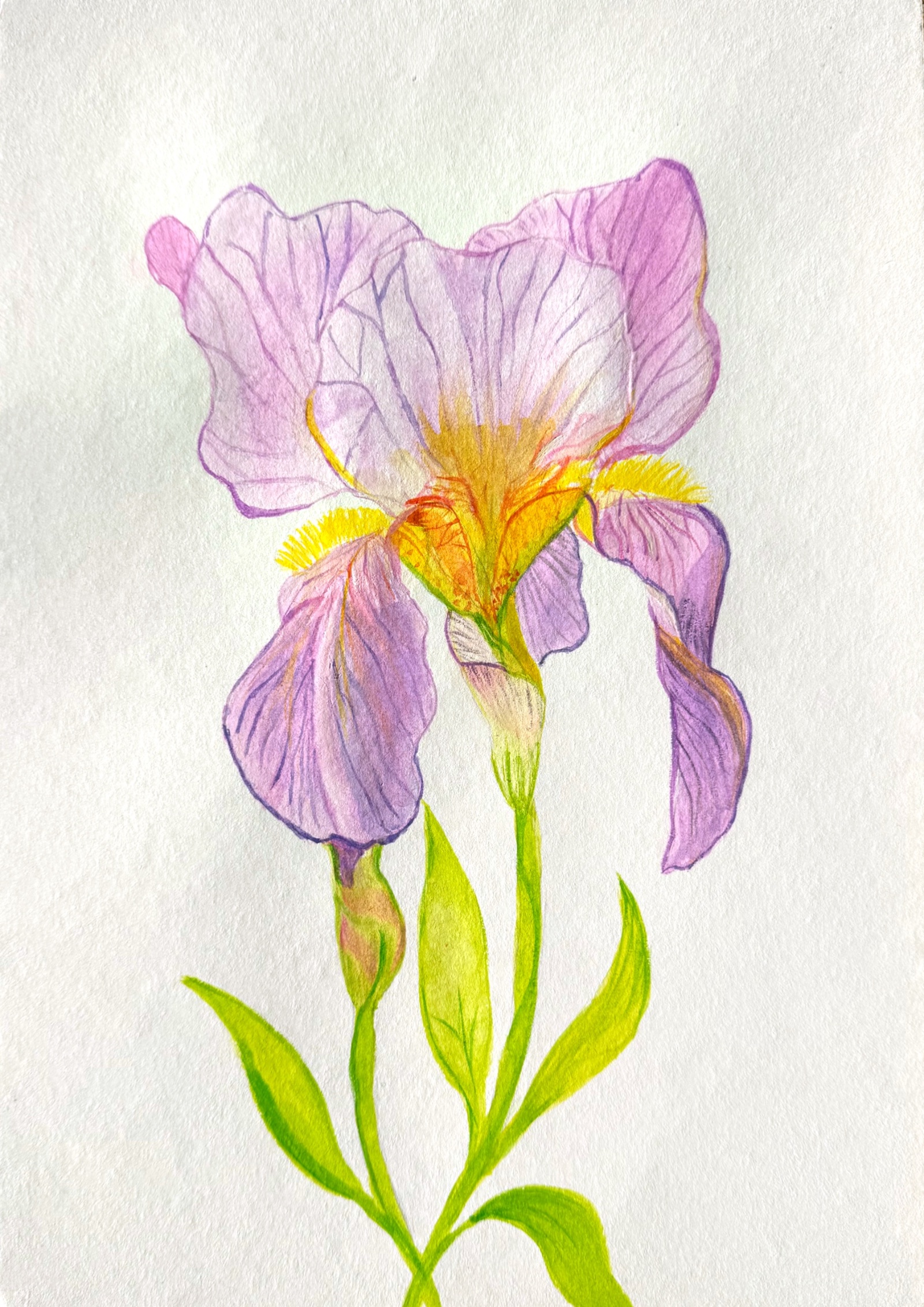 Iris